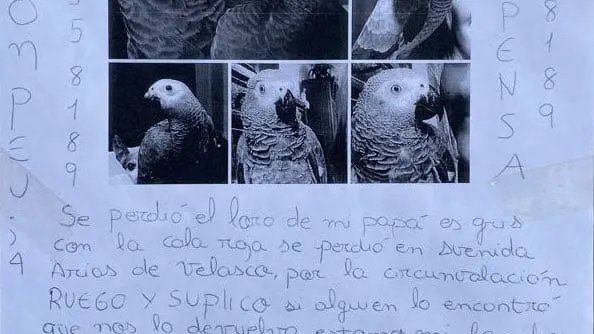 El cartel del loro perdido El cartel del loro perdido