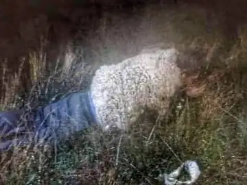 La huida de un preso disfrazado de oveja La huida de un preso disfrazado de oveja