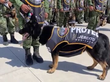 Homenaje en México a Proteo, el perro rescatista del terremoto de Turquía