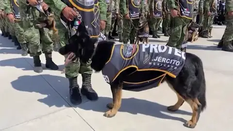 Homenaje en México a Proteo, el perro rescatista del terremoto de Turquía Antena 3 Noticias