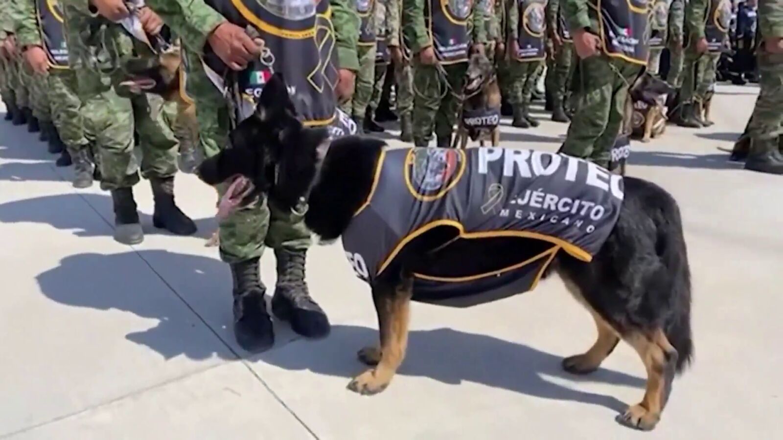 Homenaje en México con honores militares a Proteo, el perro de rescate que murió en Turquía tras salvar a 2 personas