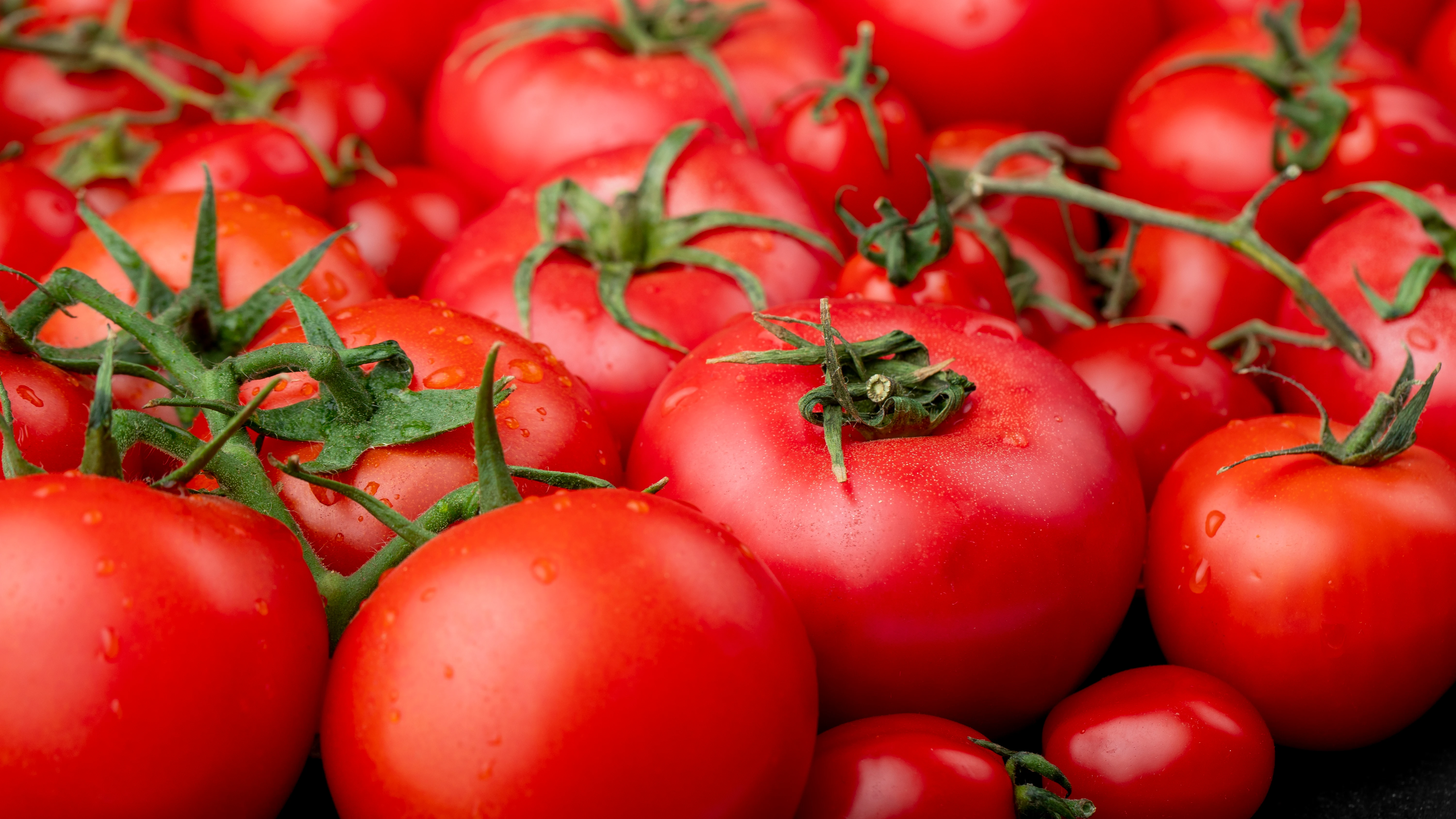 Tomates Tomates