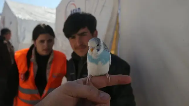 Un periquito evitó que una familia quedara atrapada en el terremoto de Turquía Un periquito evitó que una familia quedara atrapada en el terremoto de Turquía