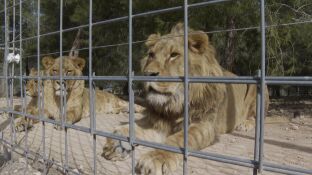 Dos leones en un zoo de Ucrania