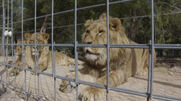 Dos leones en un zoo de Ucrania
