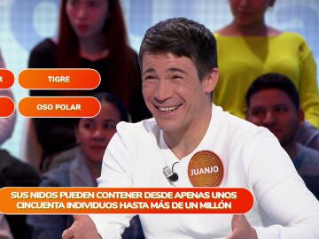 ¡Qué ‘animalada’! Cadena de fallos en el equipo de Orestes por culpa de “la araña de mar” ¡Qué ‘animalada’! Cadena de fallos en el equipo de Orestes por culpa de “la araña de mar”