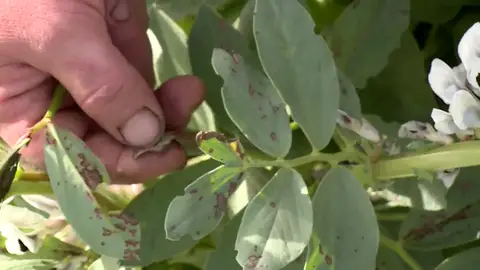 Una cosecha tras el cambio climático Una cosecha tras el cambio climático
