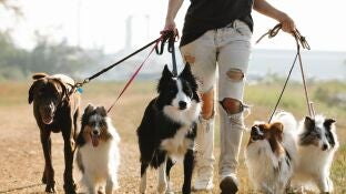 Persona paseando a varios perros