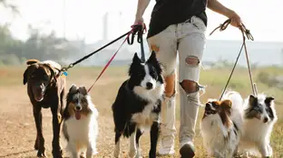 Persona paseando a varios perros Persona paseando a varios perros