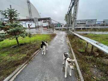 Los perros de Chernóbil podrían ser genéticamente distintos al resto por la radiación, según un estudio