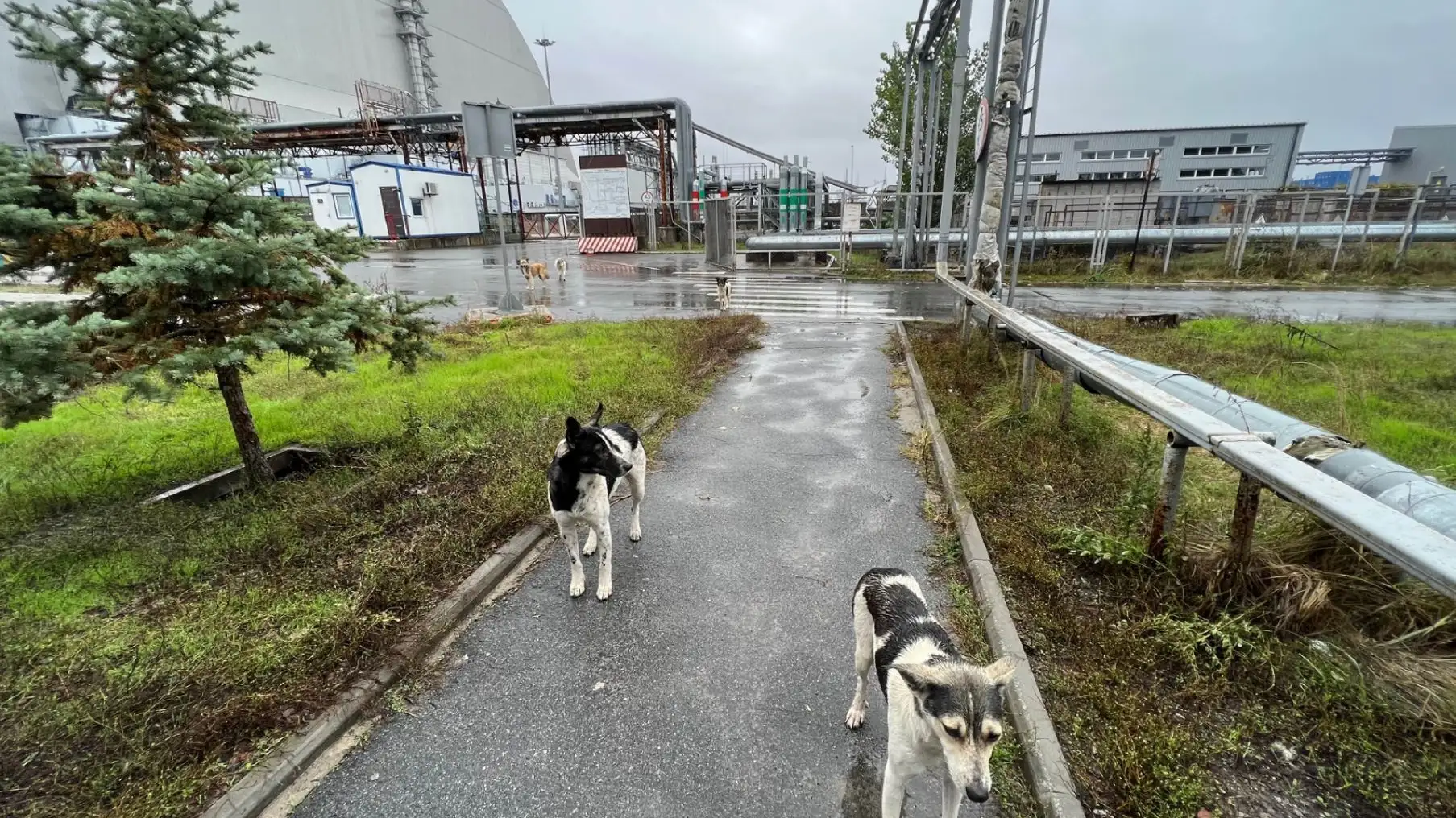Los perros de Chern&oacute;bil podr&iacute;an ser gen&eacute;ticamente distintos al resto por la radiaci&oacute;n, seg&uacute;n un estudio