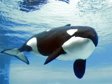 Muere Kiska, la orca "más solitaria del mundo" Muere Kiska, la orca "más solitaria del mundo"