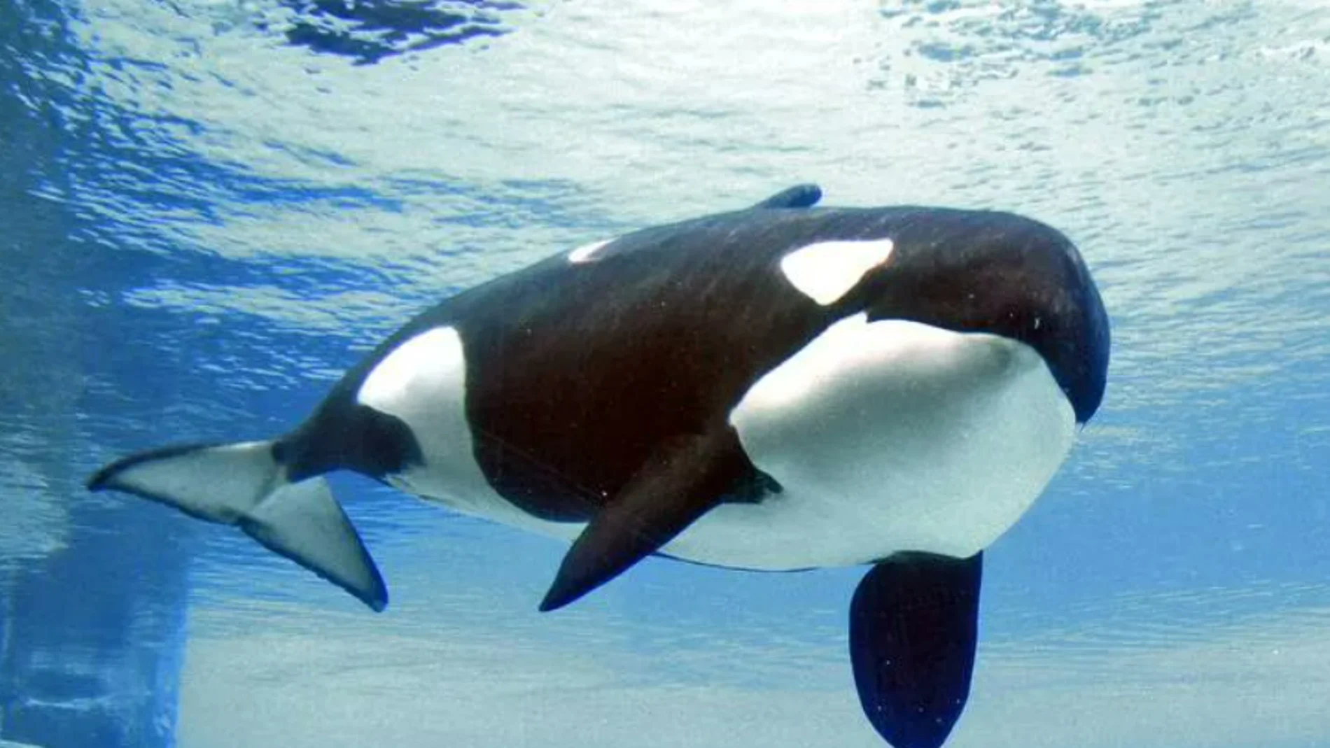 Muere Kiska, la orca &quot;más solitaria del mundo&quot;