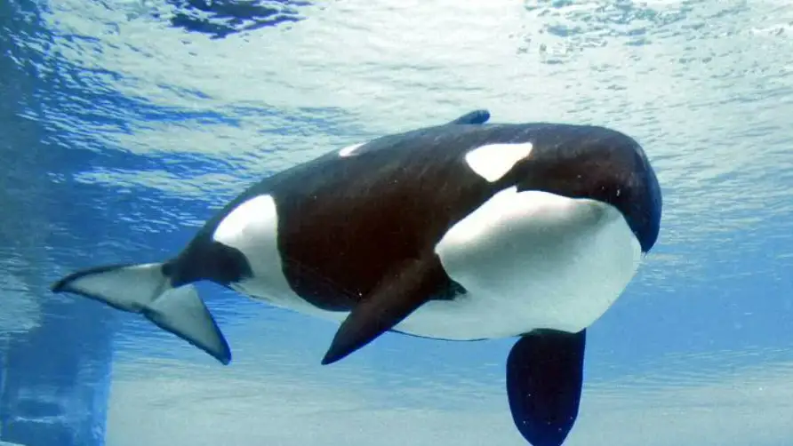 Muere Kiska, la orca "más solitaria del mundo" Muere Kiska, la orca "más solitaria del mundo"