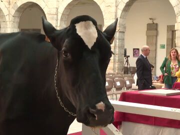 Ariel, la vaca del Parlamento de Cantabria