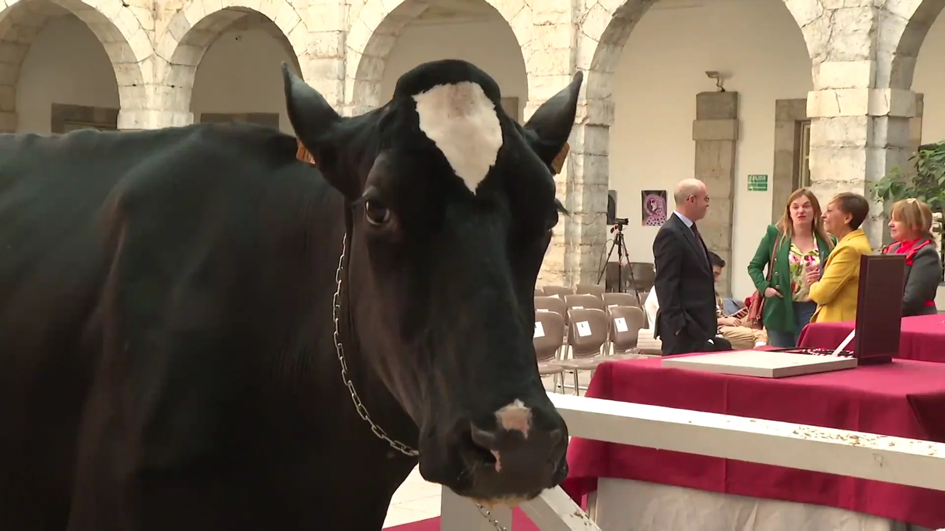 Ariel, la vaca del Parlamento de Cantabria Ariel, la vaca del Parlamento de Cantabria