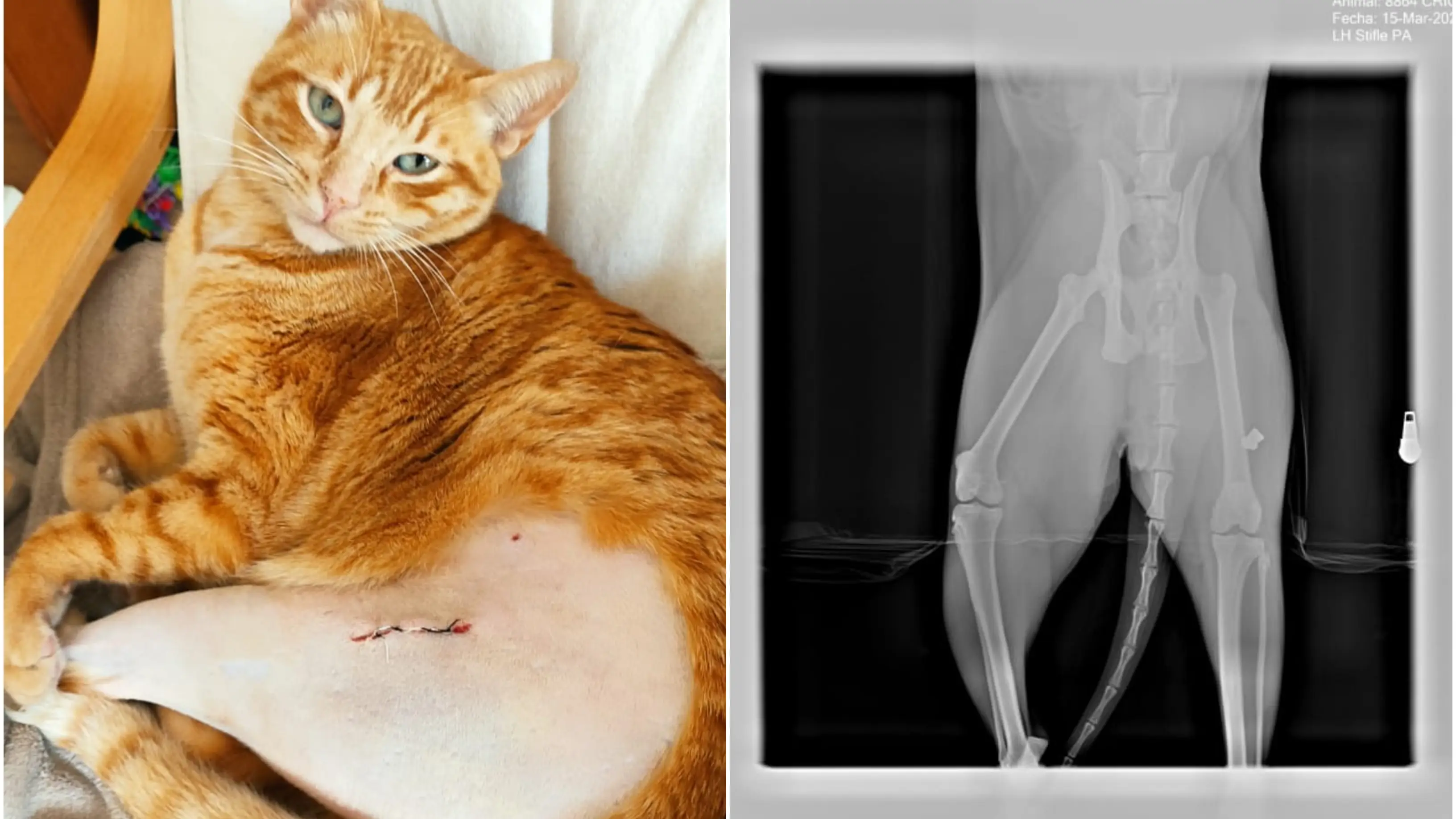 Cric, uno de los gatos víctimas de los ataques Cric, uno de los gatos víctimas de los ataques