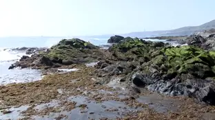 Las algas invaden varias playas de Canarias y se convierten en un problema para los vecinos Las algas invaden varias playas de Canarias y se convierten en un problema para los vecinos