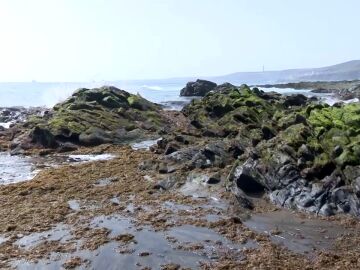 Las algas invaden varias playas de Canarias y se convierten en un problema para los vecinos