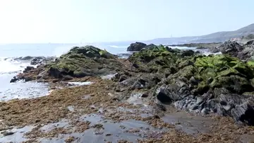 Las algas invaden varias playas de Canarias y se convierten en un problema para los vecinos