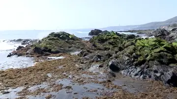 Las algas invaden varias playas de Canarias y se convierten en un problema para los vecinos Las algas invaden varias playas de Canarias y se convierten en un problema para los vecinos