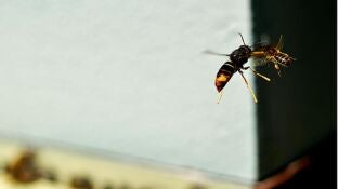 Avispa velutina