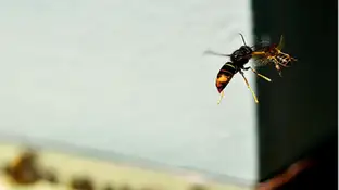 Avispa velutina Avispa velutina