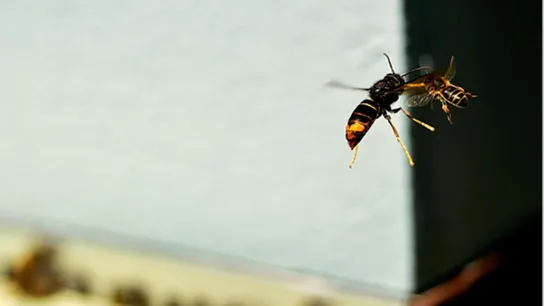 Avispa velutina Avispa velutina