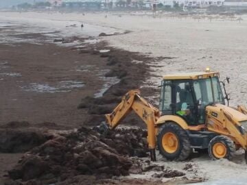 Excavadora retirando algas de una playa