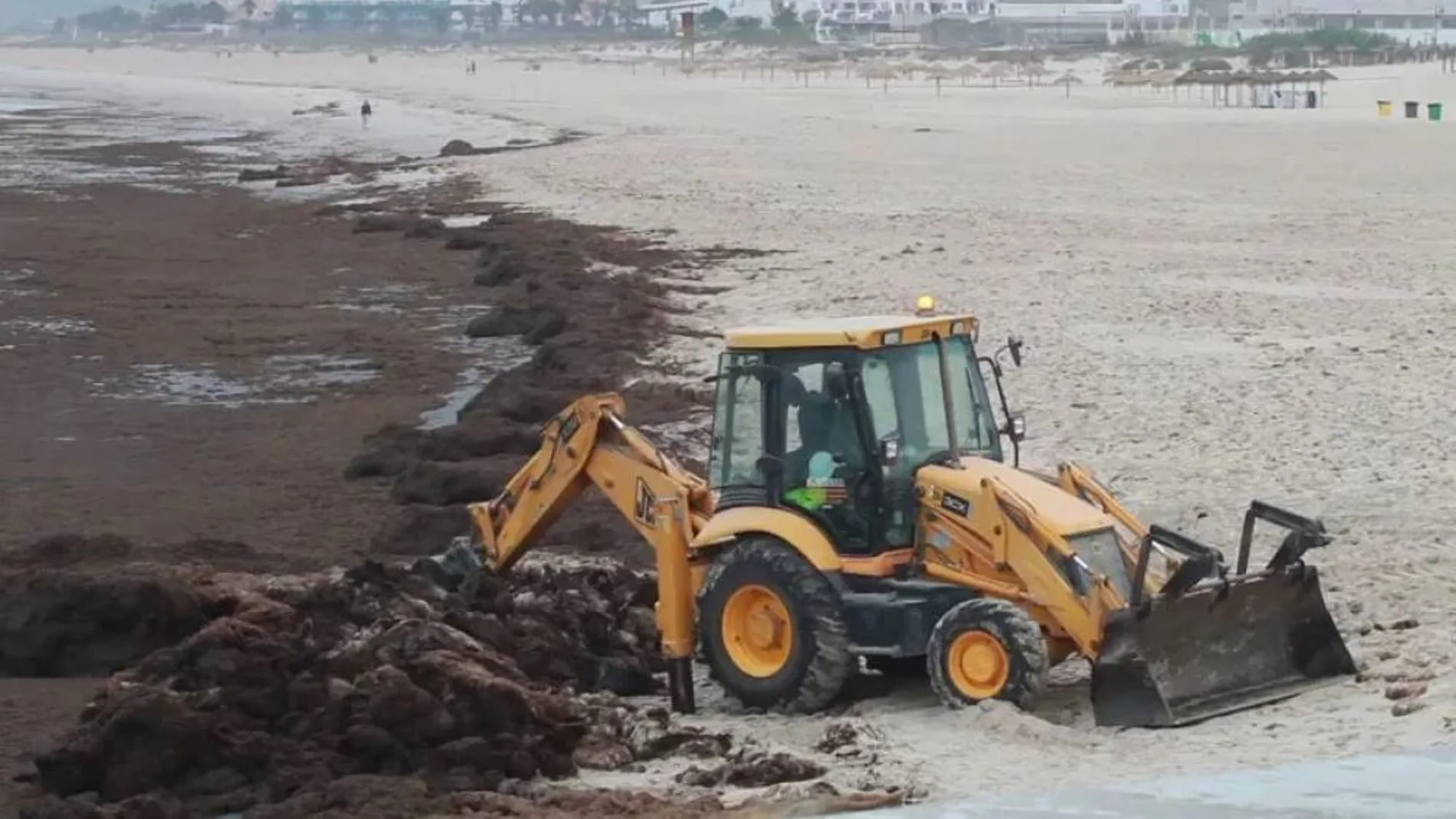 Excavadora retirando algas de una playa