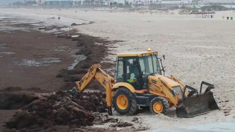 Excavadora retirando algas de una playa