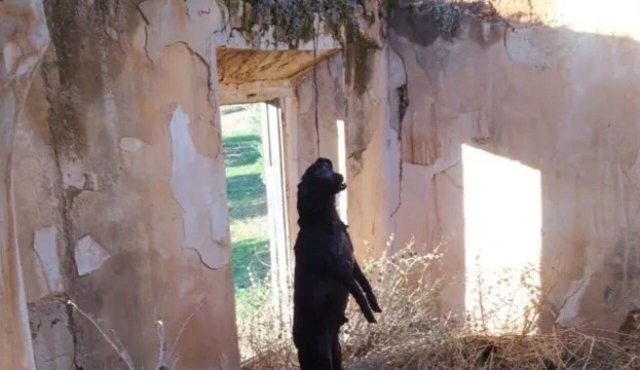 Simba, un perro de raza labrador que apareció ahorcado en un cortijo de Jaén