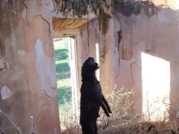 Simba, un perro de raza labrador que apareció ahorcado en un cortijo de Jaén