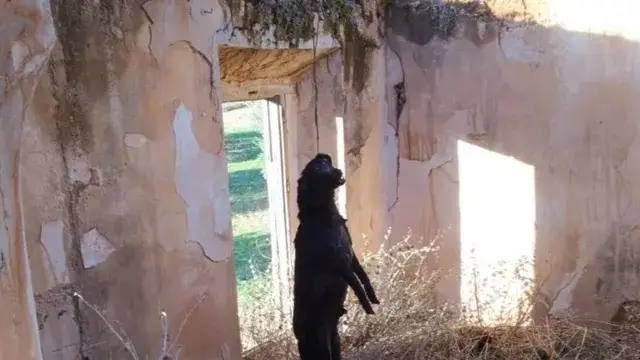 Simba, un perro de raza labrador que apareció ahorcado en un cortijo de Jaén Simba, un perro de raza labrador que apareció ahorcado en un cortijo de Jaén