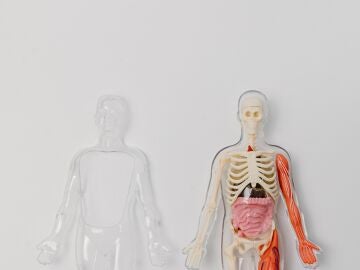 Imagen de dos figuras del cuerpo humano