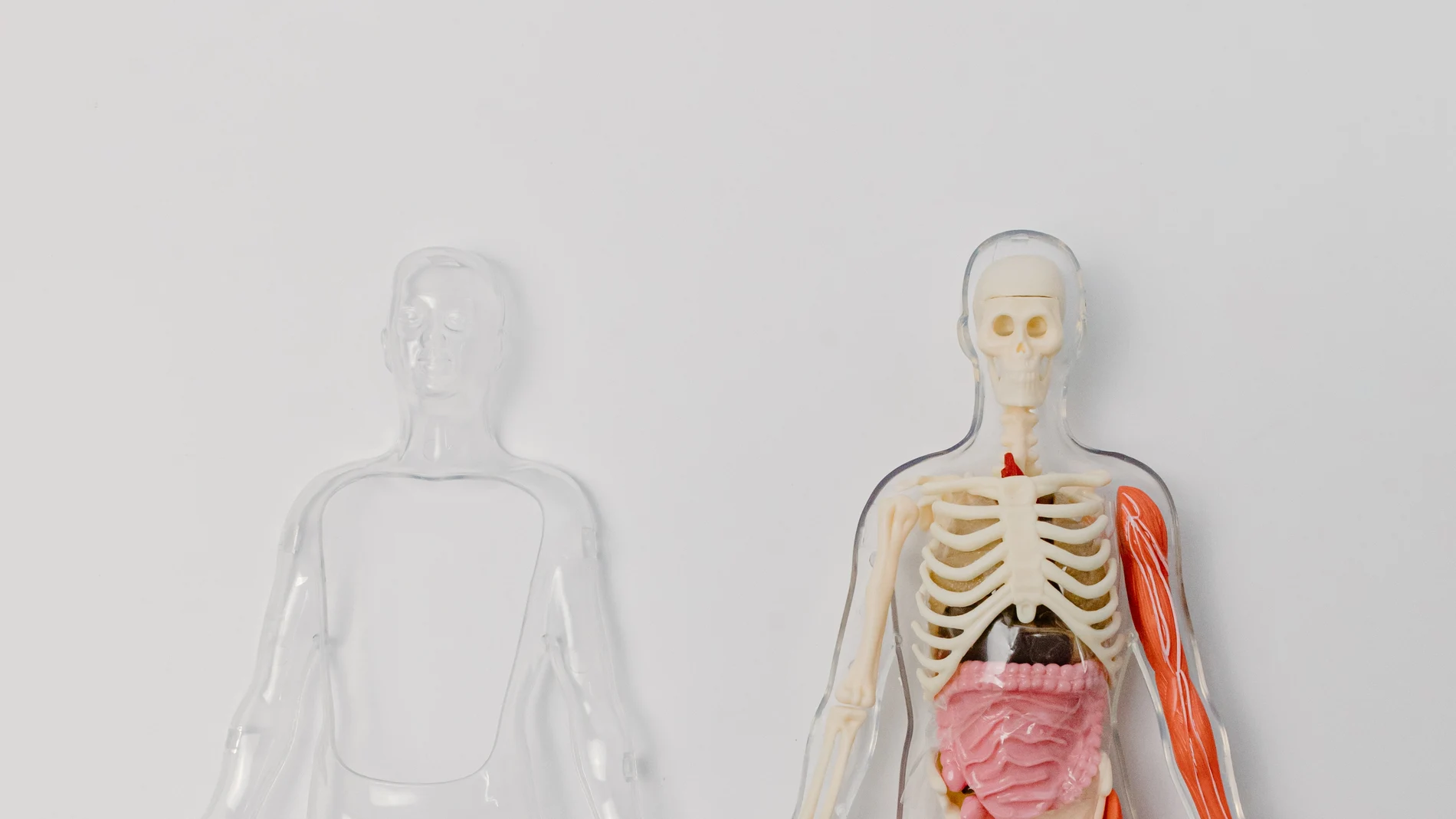 Imagen de dos figuras del cuerpo humano