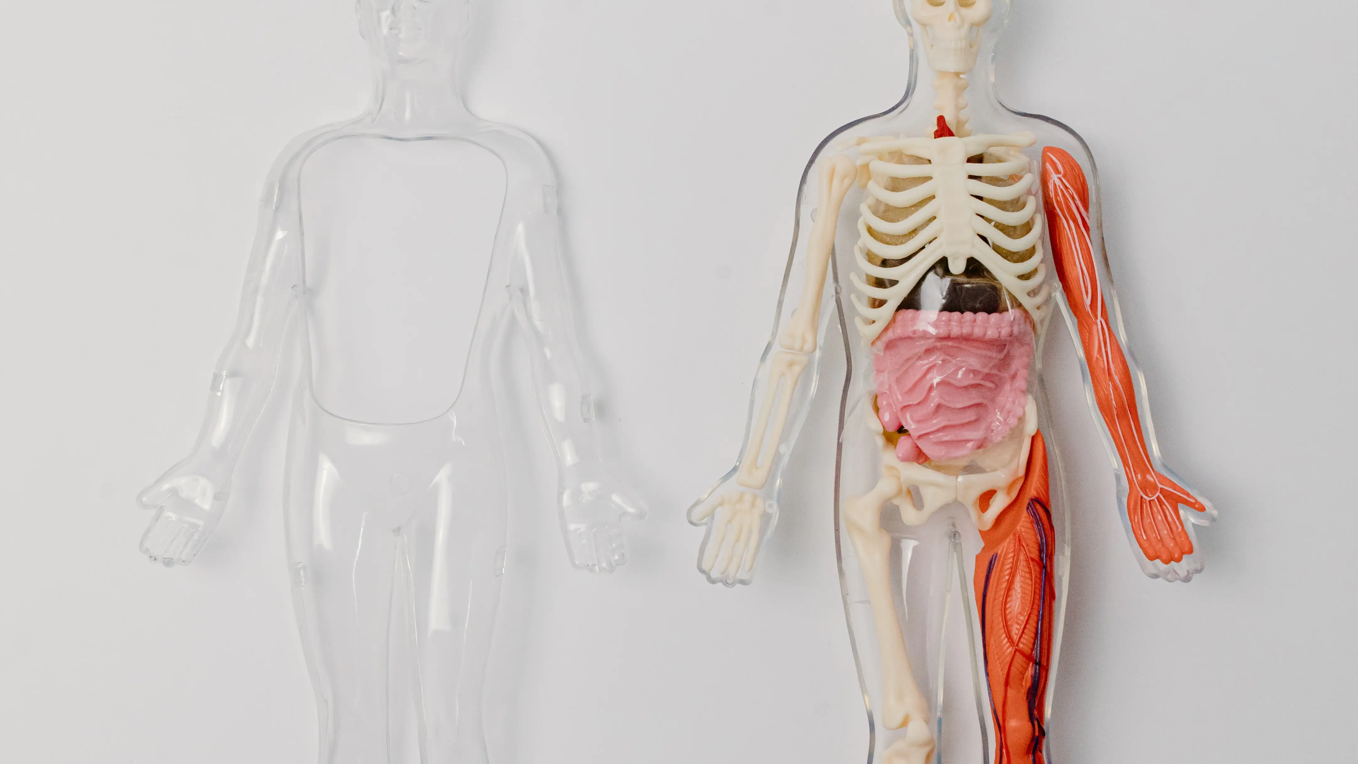 Imagen de dos figuras del cuerpo humano Imagen de dos figuras del cuerpo humano