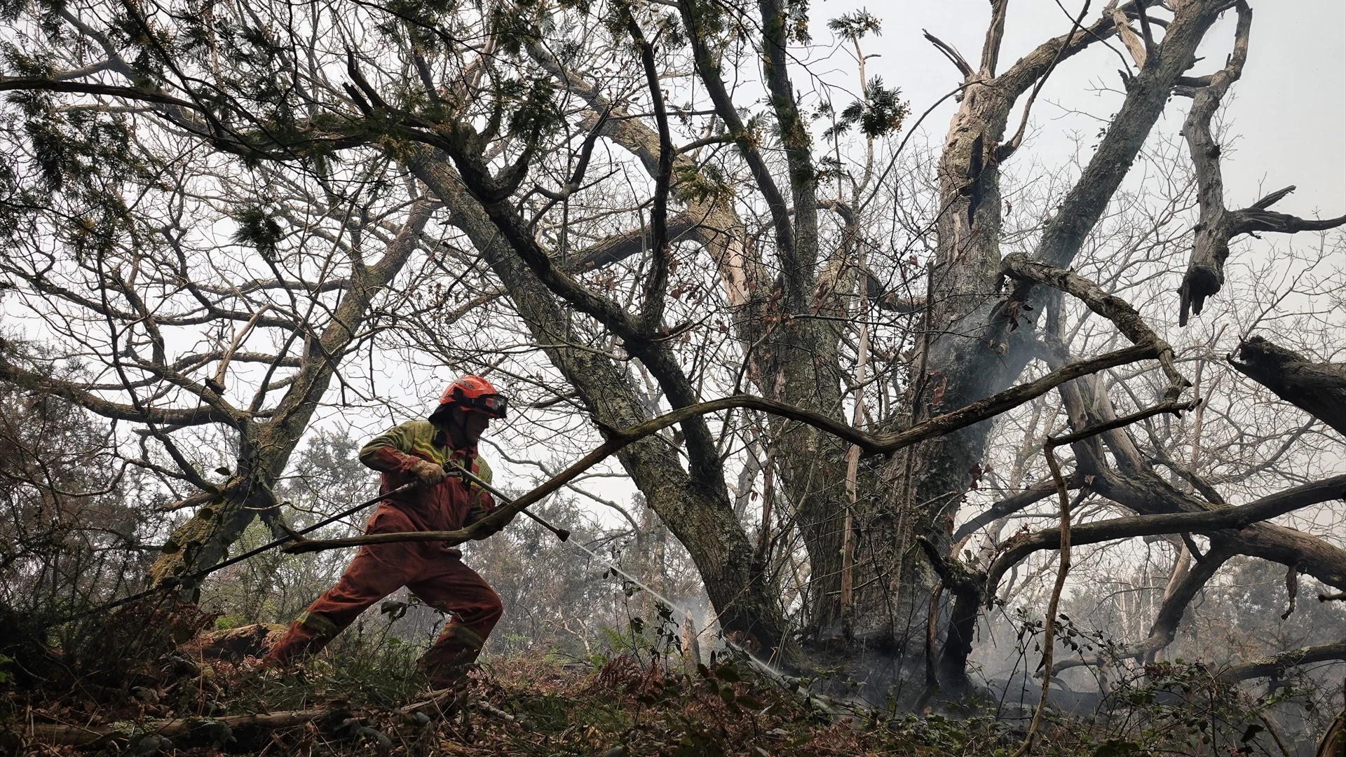 Bomberos extinguiendo un incendio en Parres, Asturias. Bomberos extinguiendo un incendio en Parres, Asturias.