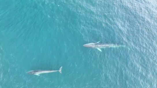 Avistan seis ballenas, entre ellas una cr&iacute;a, en la costa de Barcelona 