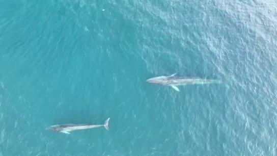 Avistan seis ballenas, entre ellas una cría, en la costa de Barcelona Avistan seis ballenas, entre ellas una cría, en la costa de Barcelona