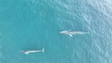 Avistan seis ballenas, entre ellas una cría, en la costa de Barcelona 