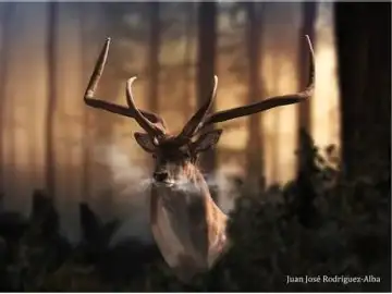Descubren una especie de gamo que vivió en el Manzanares durante el Pleistoceno Descubren una especie de gamo que vivió en el Manzanares durante el Pleistoceno