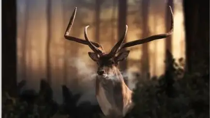 Descubren una especie de gamo que vivió en el Manzanares durante el Pleistoceno Descubren una especie de gamo que vivió en el Manzanares durante el Pleistoceno