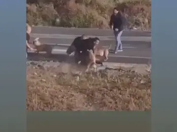 PACMA denuncia "brutalidad" en la actuación de unos policías disparando a 3 perros y JUPOL contesta PACMA denuncia "brutalidad" en la actuación de unos policías disparando a 3 perros y JUPOL contesta