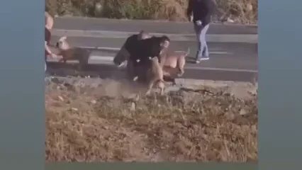 PACMA denuncia "brutalidad" en la actuación de unos policías disparando a 3 perros y JUPOL contesta PACMA denuncia "brutalidad" en la actuación de unos policías disparando a 3 perros y JUPOL contesta