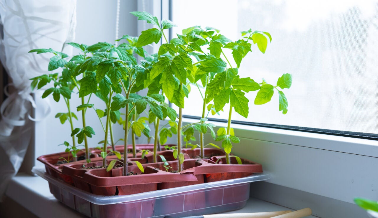 Plantas de tomate