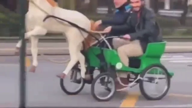 Roban uno de los tradicionales veh&iacute;culos en forma de caballo de A Coru&ntilde;a