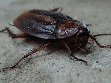 Una cucaracha como la extraída de la vagina de una mujer en Honduras Una cucaracha como la extraída de la vagina de una mujer en Honduras