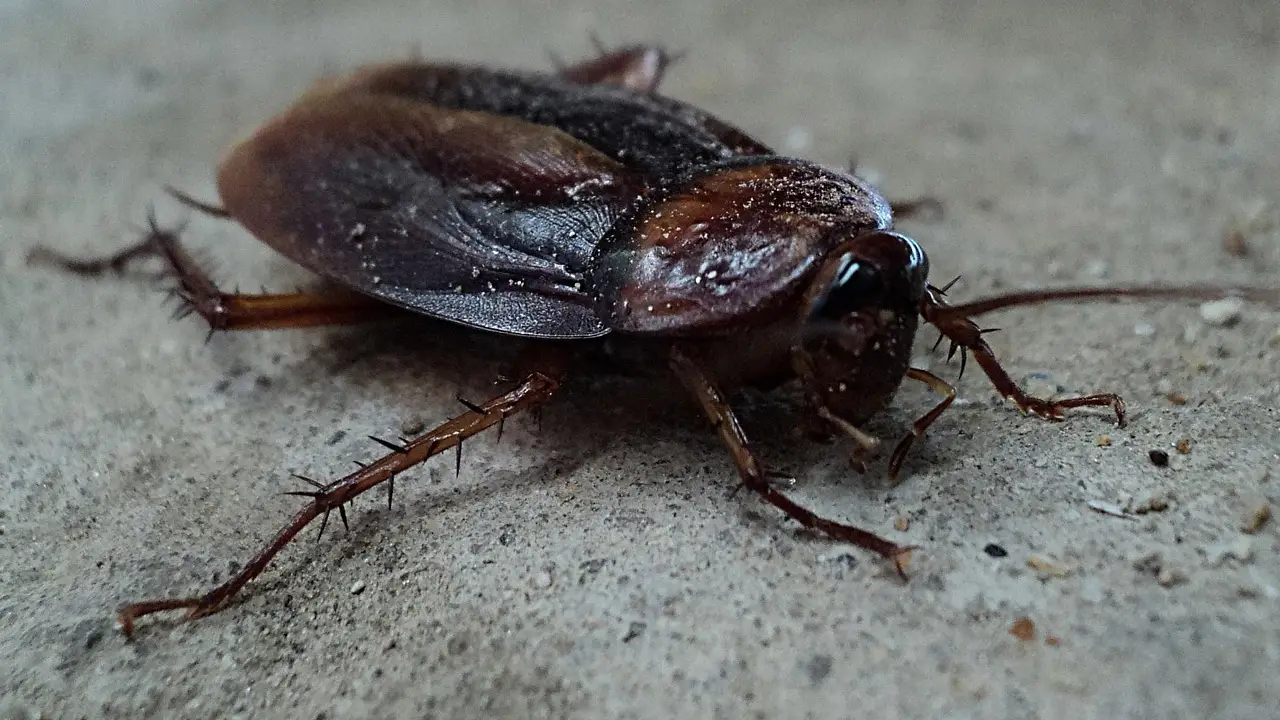 Una cucaracha como la extraída de la vagina de una mujer en Honduras Una cucaracha como la extraída de la vagina de una mujer en Honduras