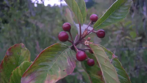 Planta de cáscara sagrada, o Rhamnus purshiana, un remedio contra el estreñimiento Planta de cáscara sagrada, o Rhamnus purshiana, un remedio contra el estreñimiento